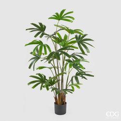 Palma Rapisgracilis con Maceta, 145cm