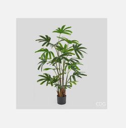 Palma Rapisgracilis con Maceta, 145cm