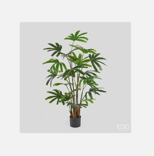Palma Rapisgracilis con Maceta, 145cm