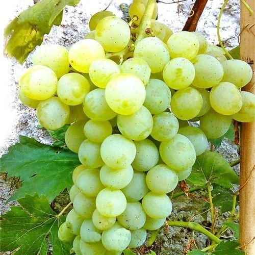 Parra Adina ITALIA CT.15x15x20  H-150