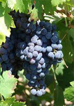 PARRA ALFONSO LAVALE Vitis vinifera 4/6 C-19