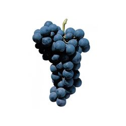 PARRA ALFONSO LAVALE Vitis vinifera 6/8 C-25