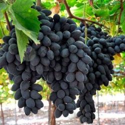 Parra Autumn Royal ITALIA CT.15x15x20  H-150