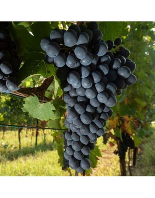 PARRA AUTUMN ROYAL Vitis vinifera 4/6 C-19
