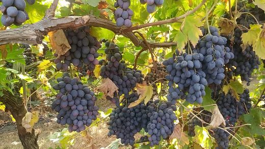 PARRA AUTUMN ROYAL Vitis vinifera 6/8 C-25