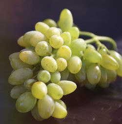 PARRA BLANCA ALARG. (SIN PEPITA) Vitis vinifera 6/8 C-25