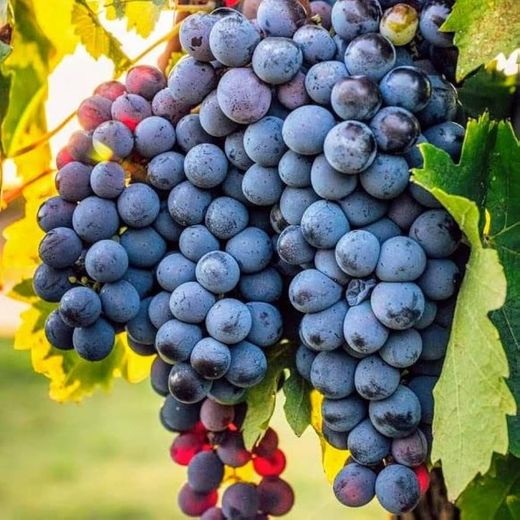 Parra Blue Sweet Kober ITALIA CT.15x15x20  H-150