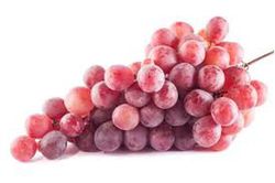 PARRA CARDINAL Vitis vinifera 6/8 C-25
