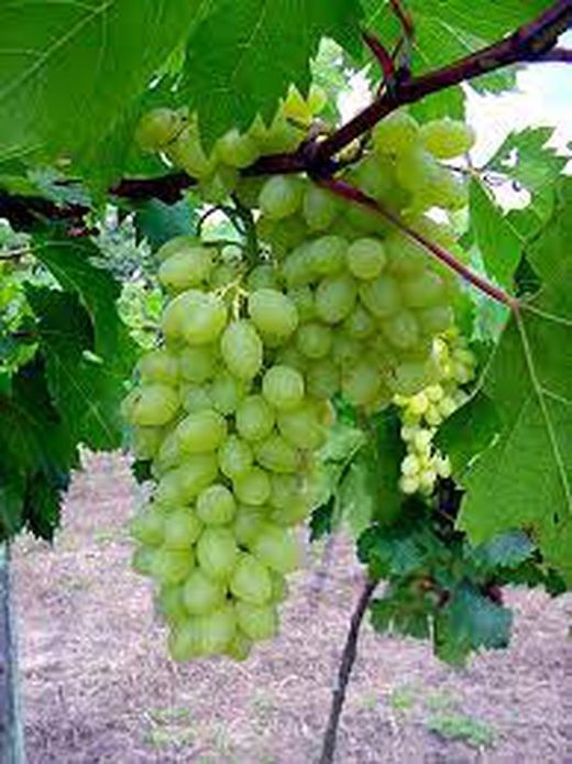 PARRA CENTENIAL Vitis vinifera 4/6 C-19