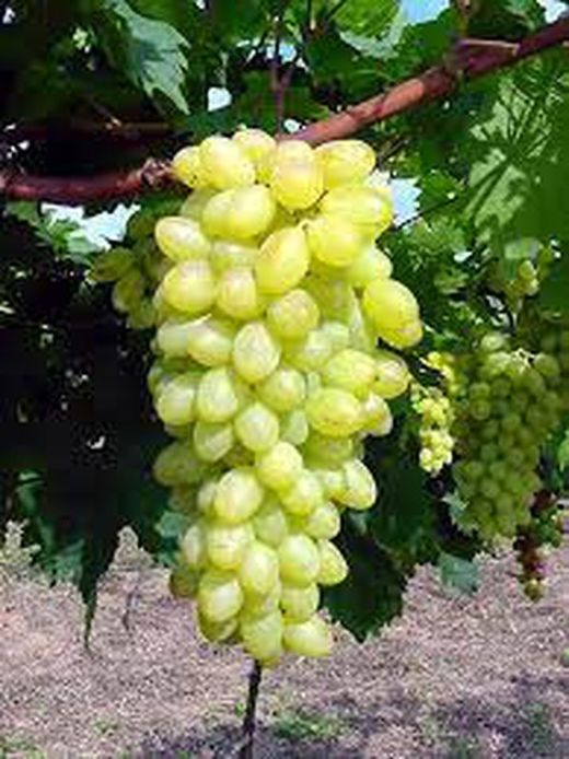 PARRA CENTENIAL Vitis vinifera 4/6 C-19