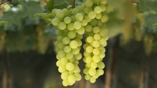 Parra Centennial ITALIA CT.15x15x20  H-150