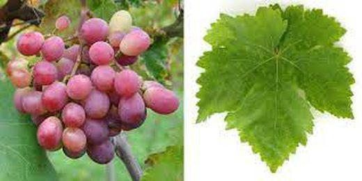 PARRA CEPA  RUBY C-20  80/100 30Tr  Vitis vinifera