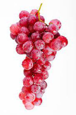 PARRA CEPA  RUBY C-20  80/100 30Tr  Vitis vinifera