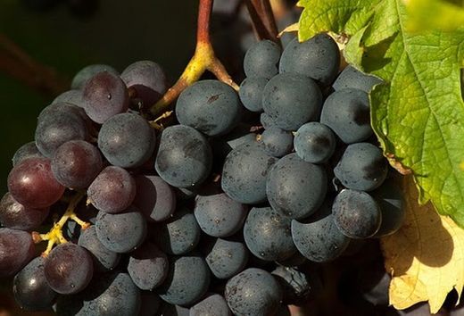 PARRA CEPA  ALFONSO LAVALLE C-20 80/100 30Tr  Vitis vinifera
