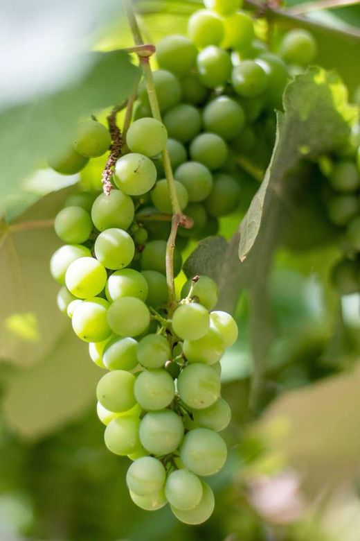 PARRA CEPA CENTENIAL C-20 80/100 30Tr Vitis vinifera