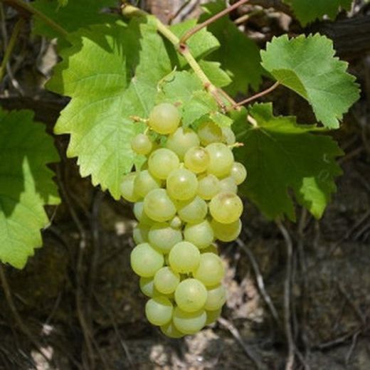 PARRA CEPA  MOSCATEL C-20 80/100 30Tr Vitis vinifera