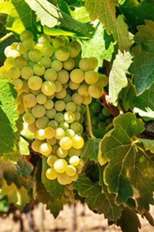 PARRA CEPA  REGAL BLANCA C-20 80/100 30Tr  Vitis vinifera