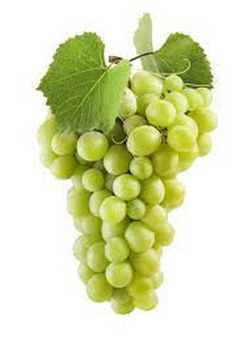 PARRA CEPA  REGAL BLANCA C-20 80/100 30Tr  Vitis vinifera