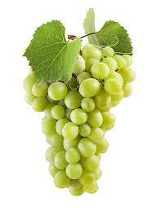 PARRA CEPA  REGAL BLANCA C-20 80/100 30Tr  Vitis vinifera