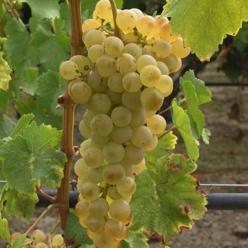 Parra Chasselas Dorada ITALIA CT.15x15x20  H-150