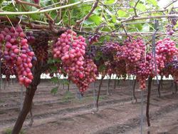 PARRA CRIMSON Vitis vinifera 4/6 C-19