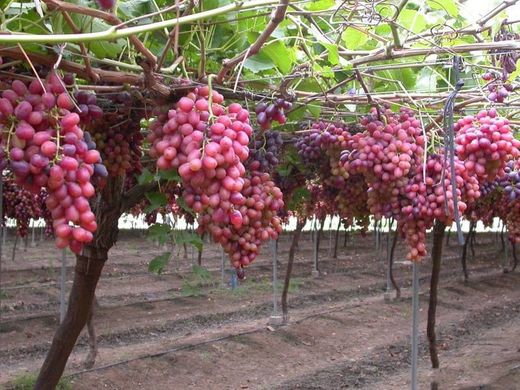 PARRA CRIMSON Vitis vinifera 4/6 C-19