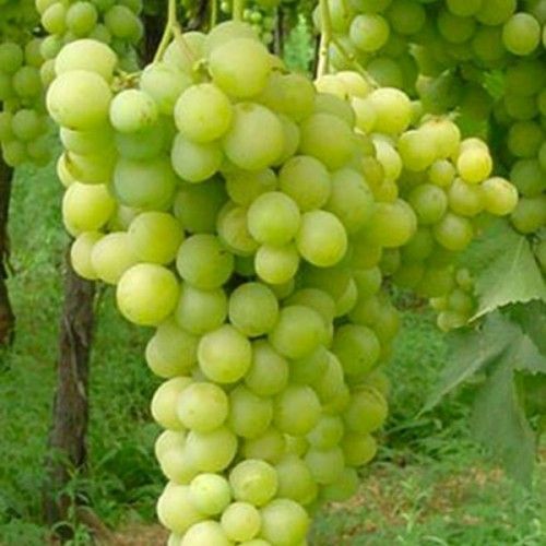 Parra Elisabeth ITALIA CT.15x15x20  H-150