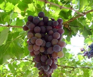 Parra Isabella Fresa Negra ITALIA CT.15x15x20  H-150