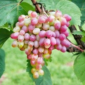 Parra Miss Rose ITALIA CT.15x15x20  H-150