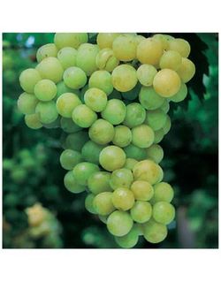 PARRA MOSCATEL Vitis vinifera 4/6 C-19