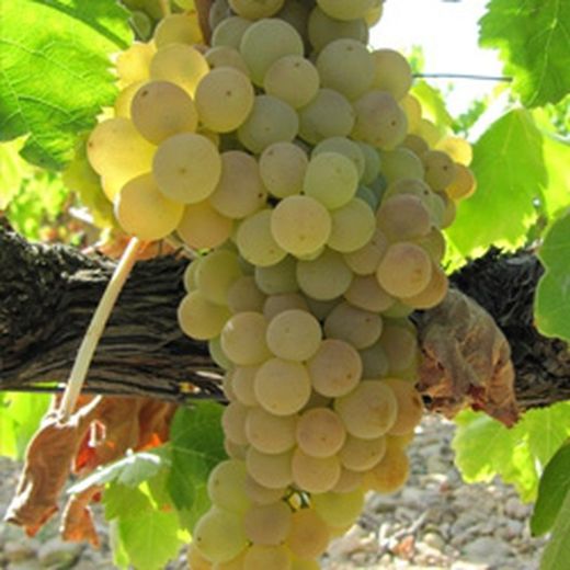 PARRA MOSCATEL Vitis vinifera 4/6 C-19