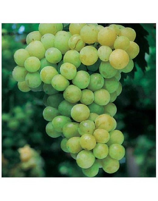 PARRA MOSCATEL Vitis vinifera 6/8 C-25