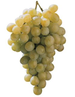 PARRA MOSCATEL Vitis vinifera 6/8 C-25