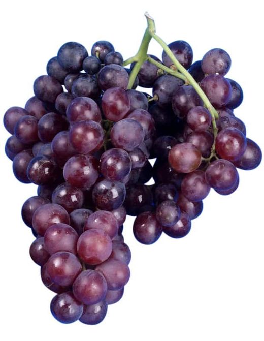 Parra Moscato d'Amburgo ITALIA CT.15x15x20  H-150