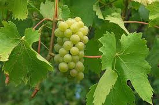PARRA ROSETI Vitis vinifera 6/8 C-25