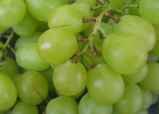PARRA ROSETTI Vitis vinifera 4/6 C-19