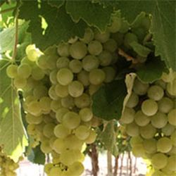 PARRA ROSETTI Vitis vinifera 4/6 C-19