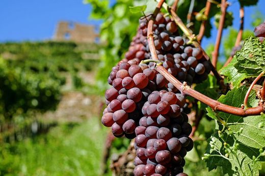 PARRA RUBY Vitis vinifera 4/6 C-19