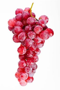 PARRA RUBY Vitis vinifera 4/6 C-19