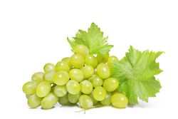 PARRA SIN PEPITA BLANCA Vitis vinifera 4/6 C-19