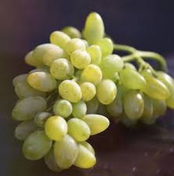 PARRA SIN PEPITA BLANCA Vitis vinifera 6/8 C-25