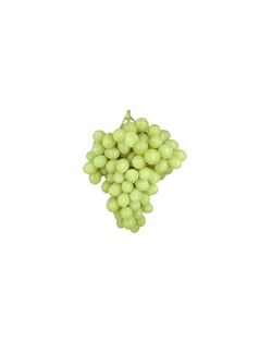 PARRA SIN PEPITA BLANCA Vitis vinifera 6/8 C-25