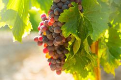 PARRA  SIN PEPITA ROJA Vitis vinifera 4/6 C-19