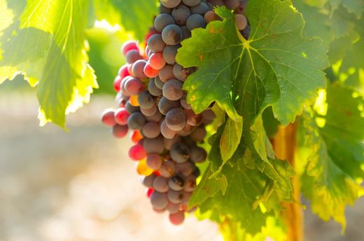 PARRA  SIN PEPITA ROJA Vitis vinifera 4/6 C-19