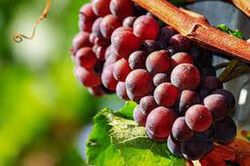 PARRA SIN PEPITA ROJA Vitis vinifera 6/8 C-25