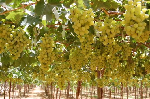 PARRA SUPERIOR Vitis vinifera 4/6 C-19