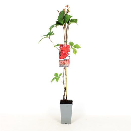 Parthenocissus Q. 'Troki®' 80-100 C2