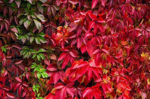 Parthenocissus Q. 'Troki®' 80-100 C2