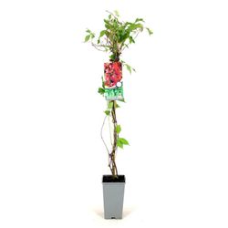 Parthenocissus Quinq. 'Engelmannii' 80-100 C2