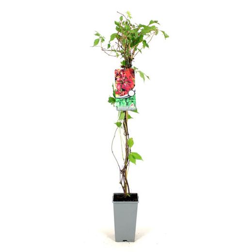 Parthenocissus Quinq. 'Engelmannii' 80-100 C2